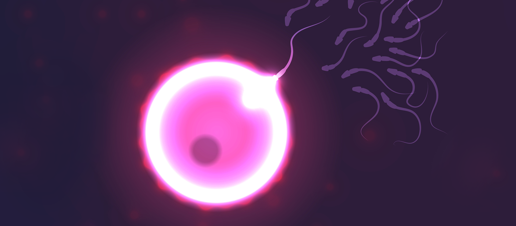 Conception and Pregnancy: What Happens At Conception? – Fairhaven Health