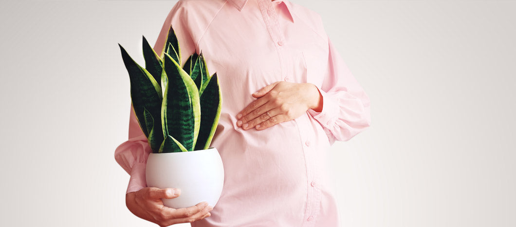 pregnant woman holding a plant