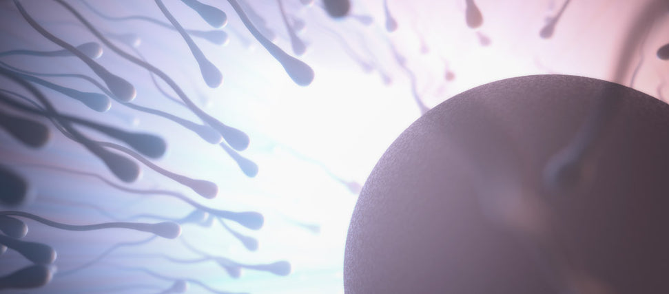 cervical mucus sperm and egg