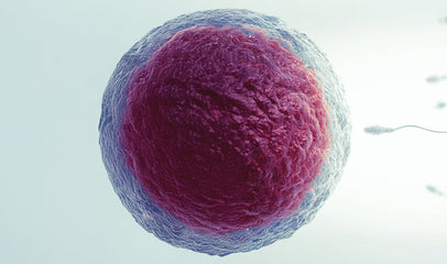 Myo-Inositol for Fertility and Menstrual Health: Choosing the Right Product for You