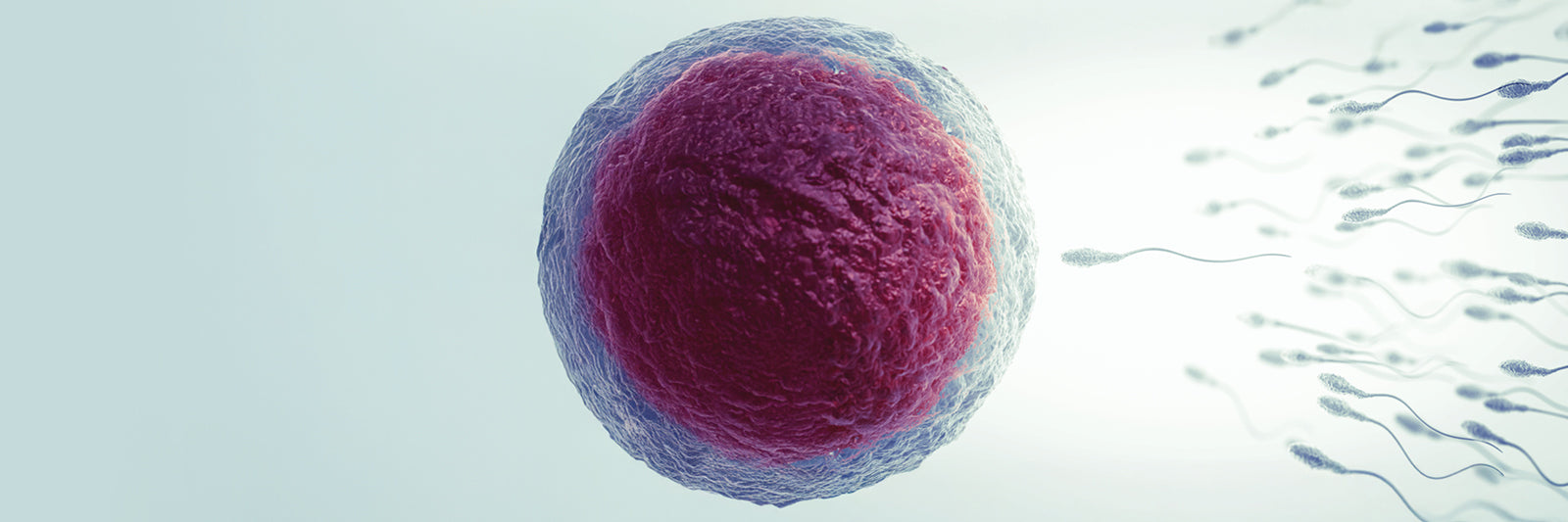 Myo-Inositol for Fertility and Menstrual Health: Choosing the Right Product for You