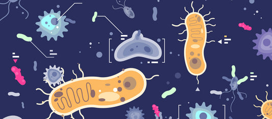 baby microbiome gut bacteria