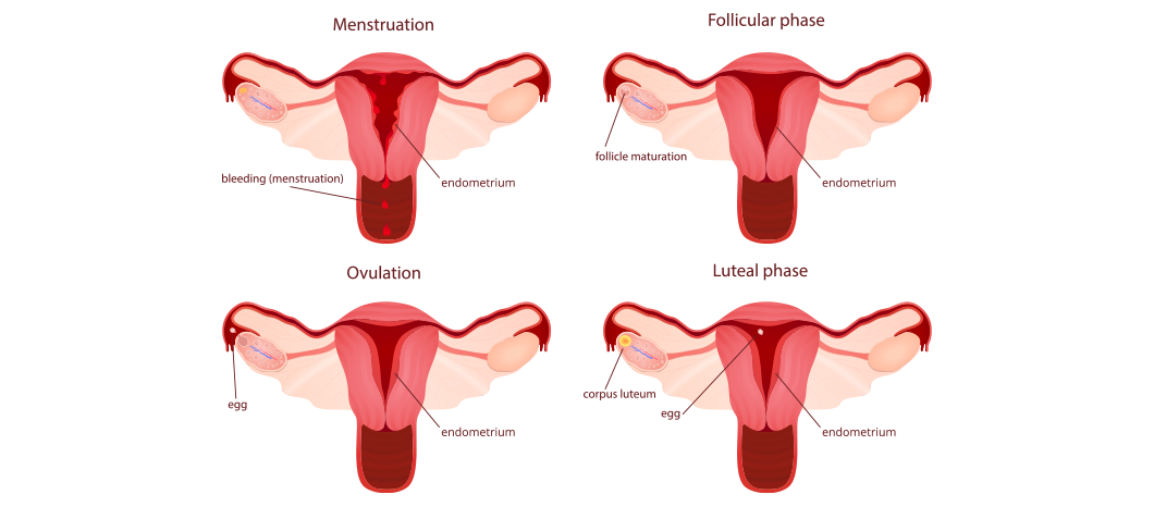 Stages and Phases of Ovulation – Fairhaven Health