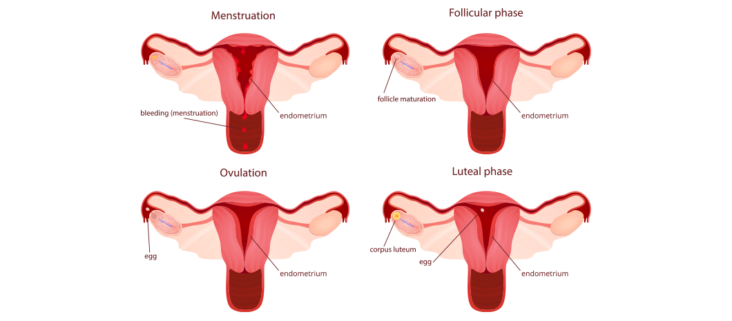 menstrual cycle