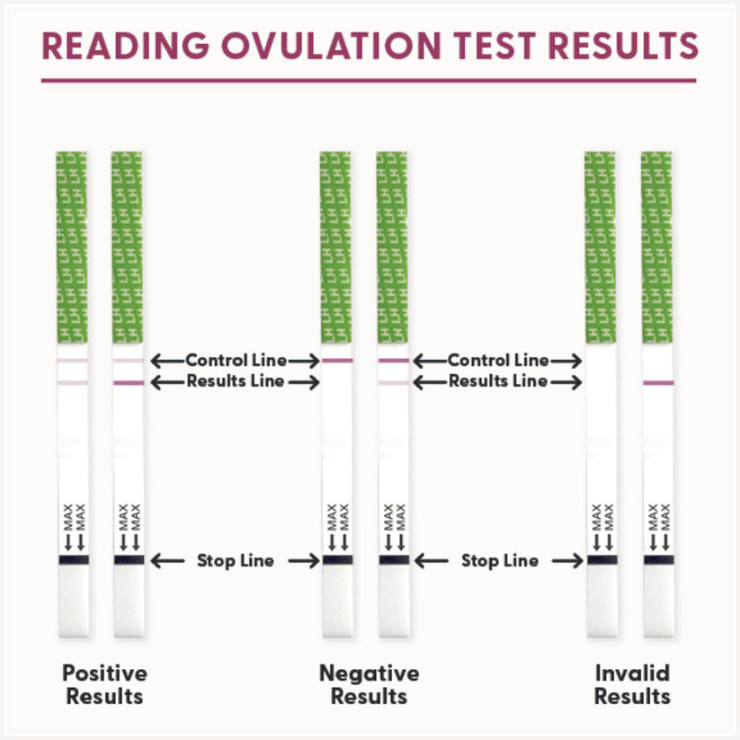How to read ovulation test results on BFP Ovulation Test Strips by Fairhaven Health.