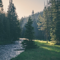 Supporting Healthy Trees for All