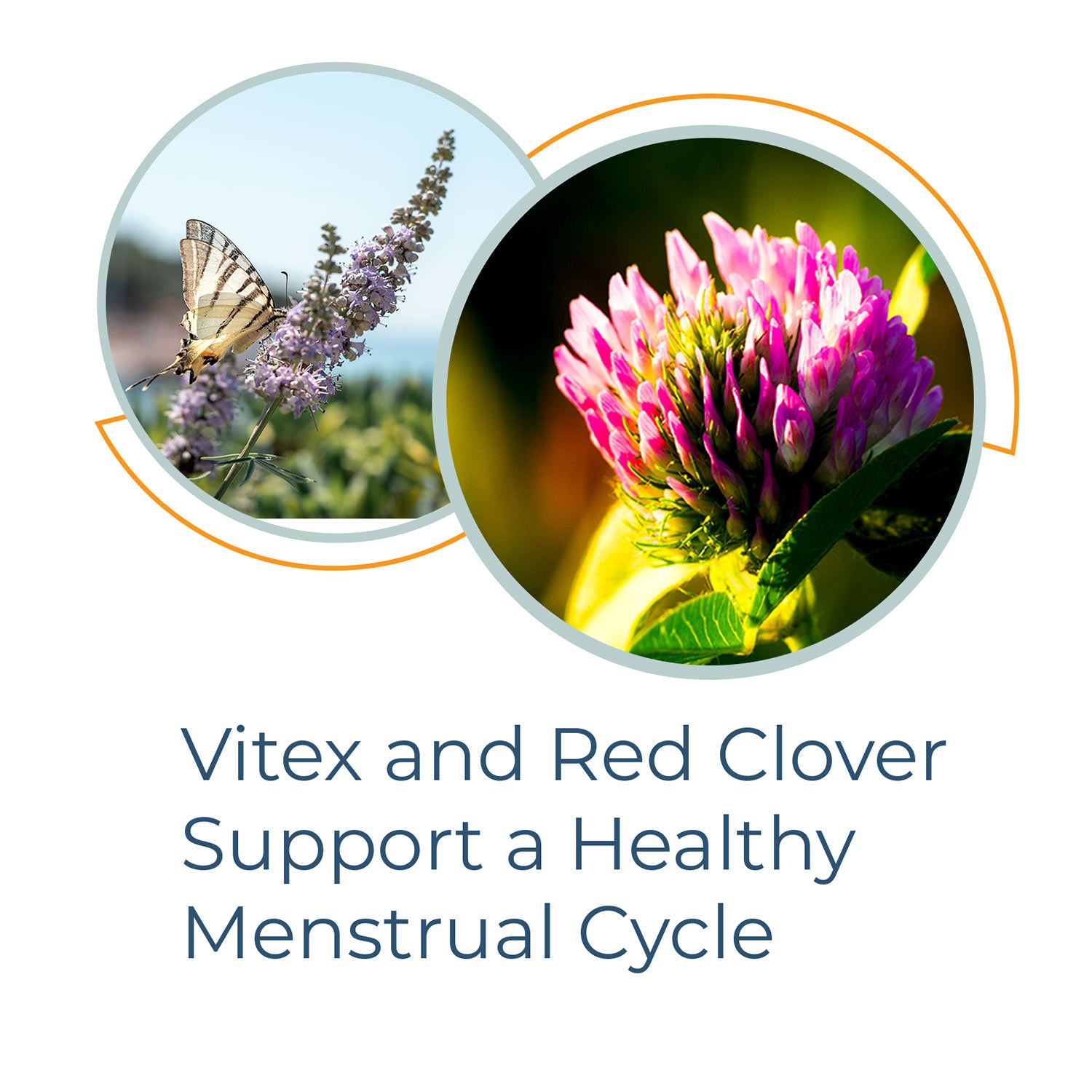 FertilAid for Women - Vitex and Red Clover Support a Healthy Menstrual Cycle