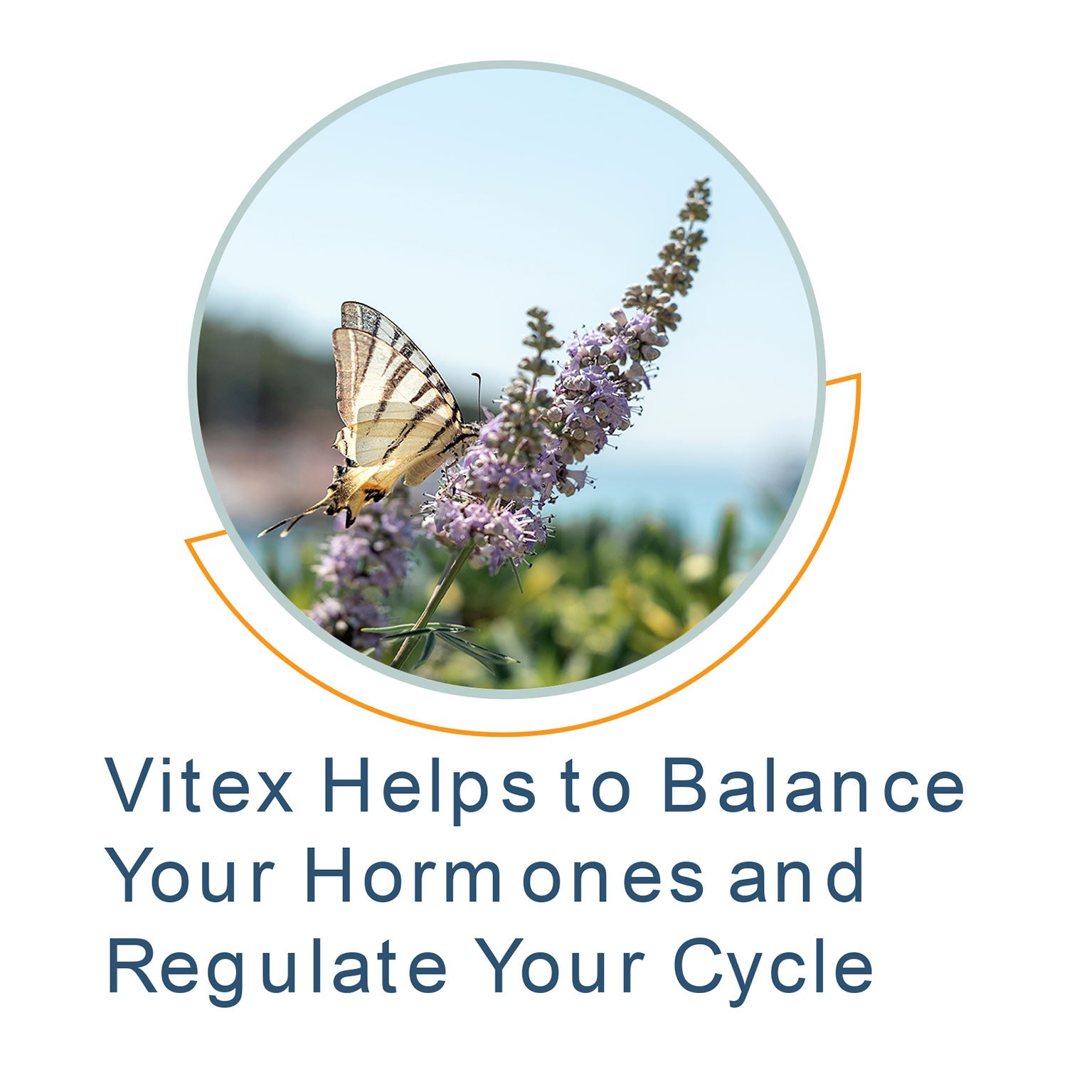vitex helps to balance your hormones and regulate your cycle