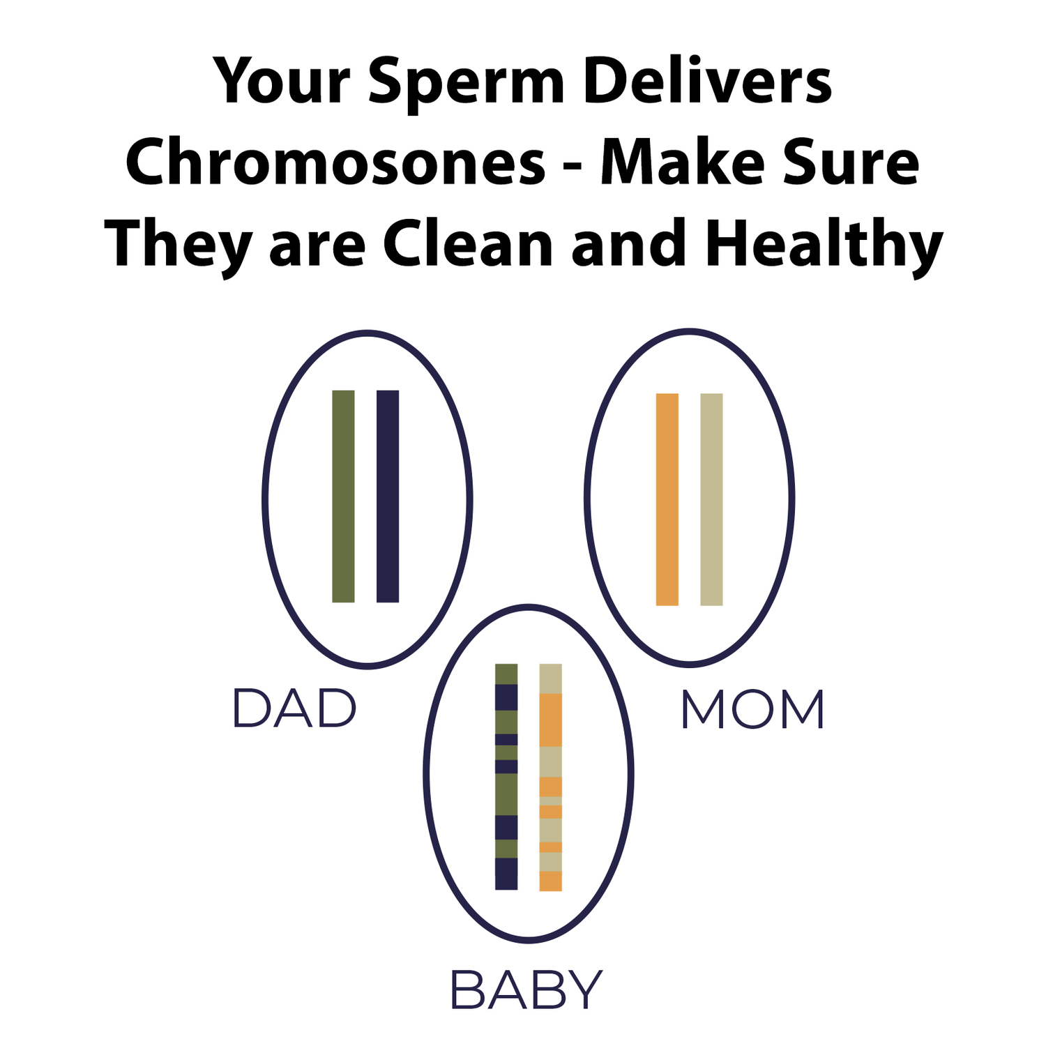 Male Fertility Bundle - Start Your Baby With a Clean Set of Chromosomes