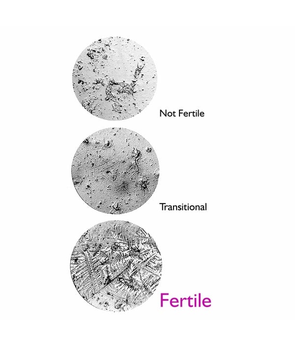 Saliva Ovulation Test | Fertile Focus Ovulation Microscope